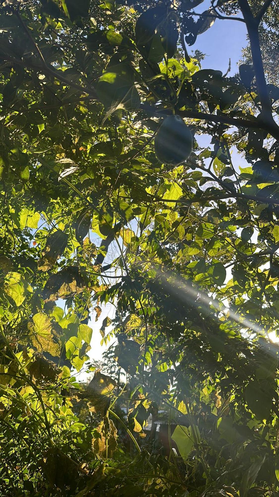 Cabanas Roca Verde Monteverde Kültér fotó
